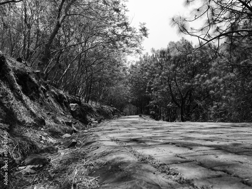 Camino