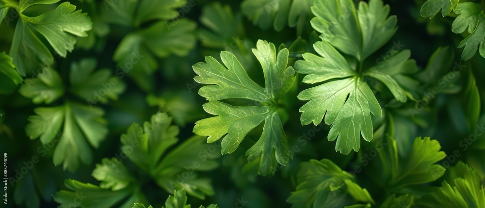 A supernatural scene where parsley grows in enchanted gardens, its vibrant green leaves radiating with an aura of renewal and magical vitality A supernatural scene where parsley grows in enchanted gardens, its vibrant green leaves radiating with an aura of renewal and magical vitality