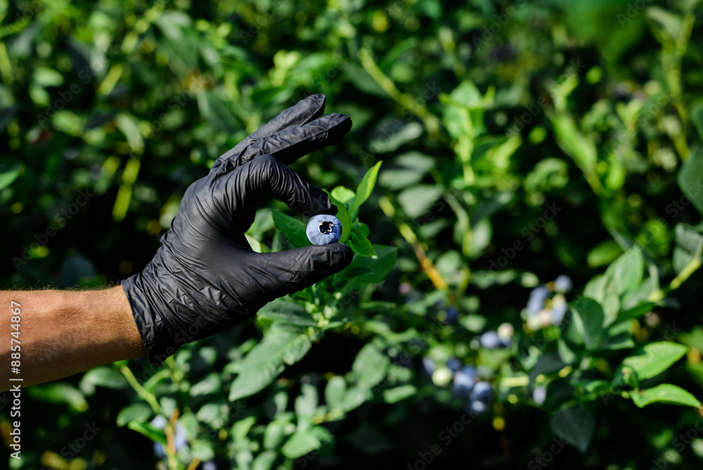 Human hand in black gloves picking ripe blueberries from the bush at the garden. Human hand in black gloves picking ripe blueberries from the bush at the garden.