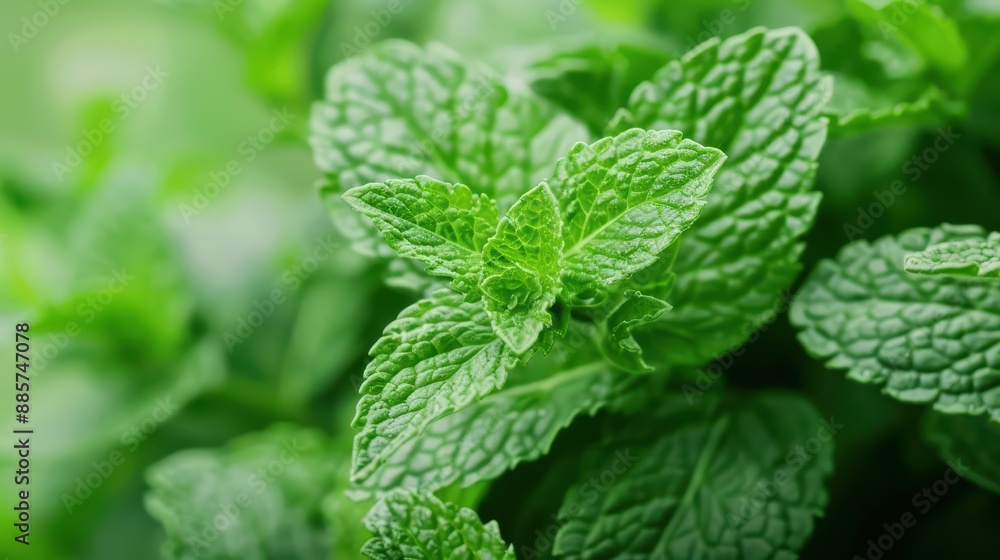 In a supernatural scene, mint leaves flutter in the breeze, releasing waves of cooling, magical refreshment that invigorate and enchant all who breathe in their scent In a supernatural scene, mint leaves flutter in the breeze, releasing waves of cooling, magical refreshment that invigorate and enchant all who breathe in their scent