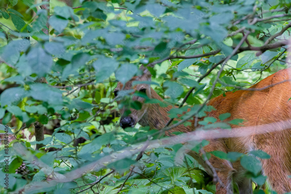 The white-tailed deer or Virginia deer in the shade of the forest The white-tailed deer or Virginia deer in the shade of the forest