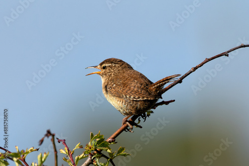 Photography Wren (Troglodytes troglodytes) Spotted in Turvey Nature Reserve, Dublin, Ireland