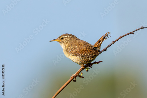 Photography Wren (Troglodytes troglodytes) Spotted in Turvey Nature Reserve, Dublin, Ireland