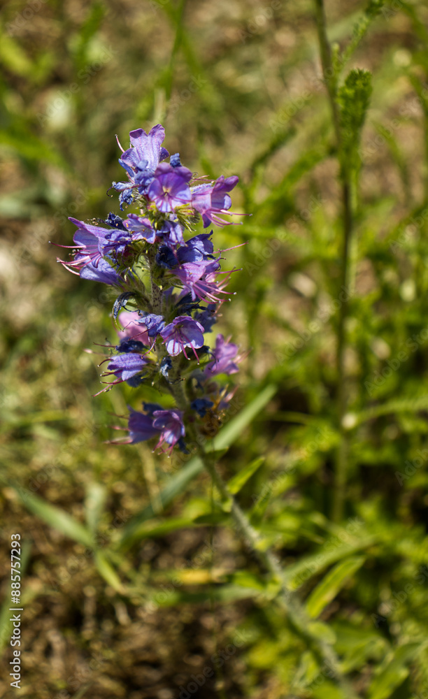 Purple flowers of a wild meadow plant. Flowers of a plant in a meadow. Meadow, wild plants, summer, season. Defocused green background Purple flowers of a wild meadow plant. Flowers of a plant in a meadow. Meadow, wild plants, summer, season. Defocused green background
