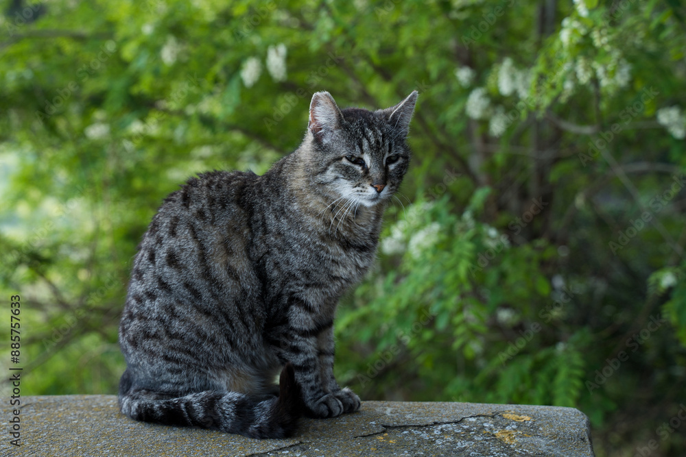 Fototapeta premium Kot w Toskanii