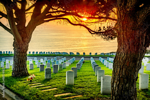 Large pine trees in Fort Rosecrans National Cemetery, San Diego California as the sun sets over the Pacific Ocean photo