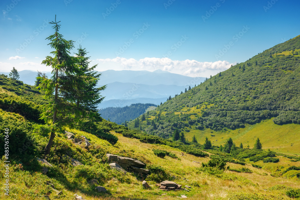 Naklejka premium coniferous trees on the steep slopes of chornohora ridge. eastern carpathian mountains in summer on a sunny day. popular travel destination of ukraine