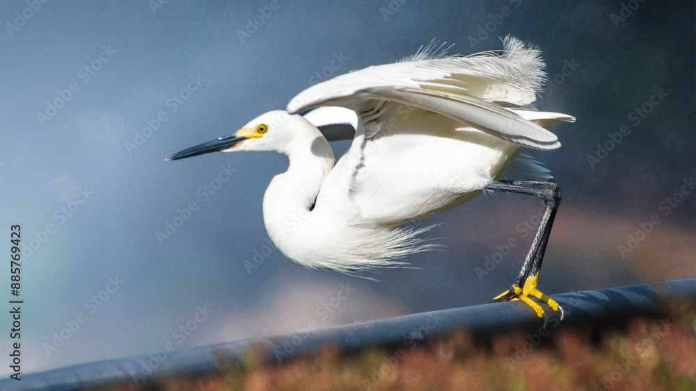 Obraz premium Snowy Egret Ready to Launch