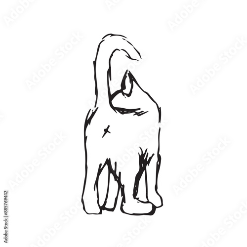 Black and white cat ass, fluffy pet testicles and tail, kitten anus and genital draw cat. Hand drawn kitten