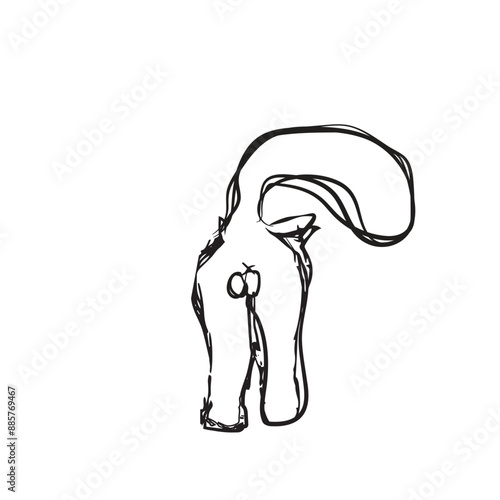 Black and white cat ass, fluffy pet testicles and tail, kitten anus and genital draw cat. Hand drawn kitten