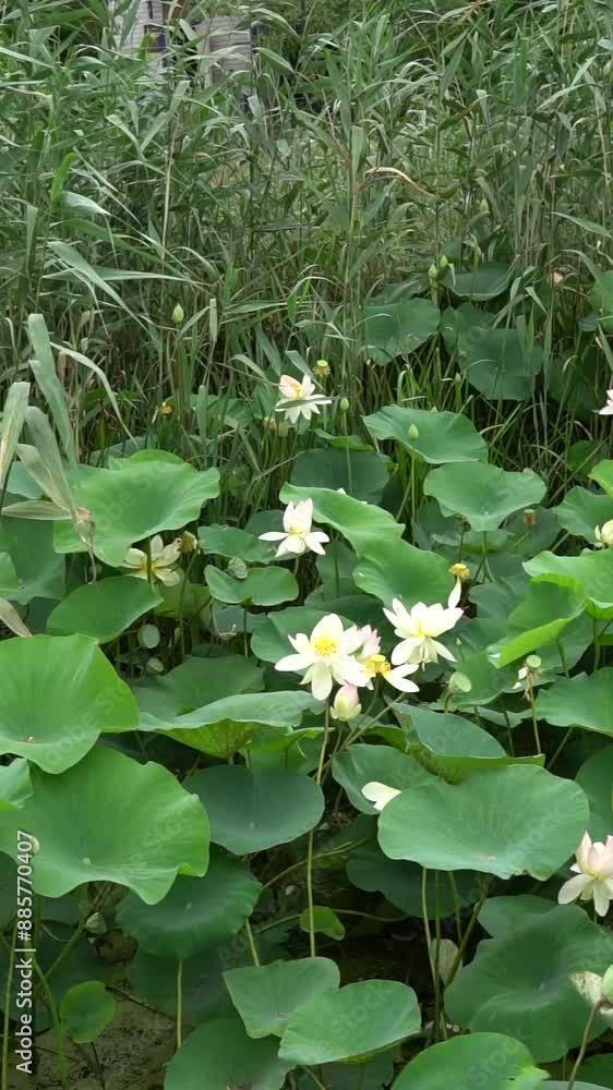 flower garden background beauty petal lotus nature green bloom zen pond flora lotus flower flower garden background beauty petal lotus nature green bloom zen pond flora lotus flower
