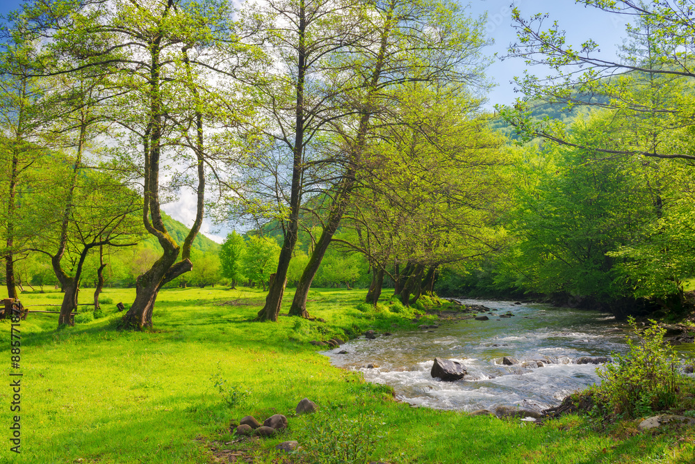 Obraz premium river winding through forested landscape of carpathian mountains in spring. grassy meadow on the shore. sunny weather. scenery with rapid water stream in morning light