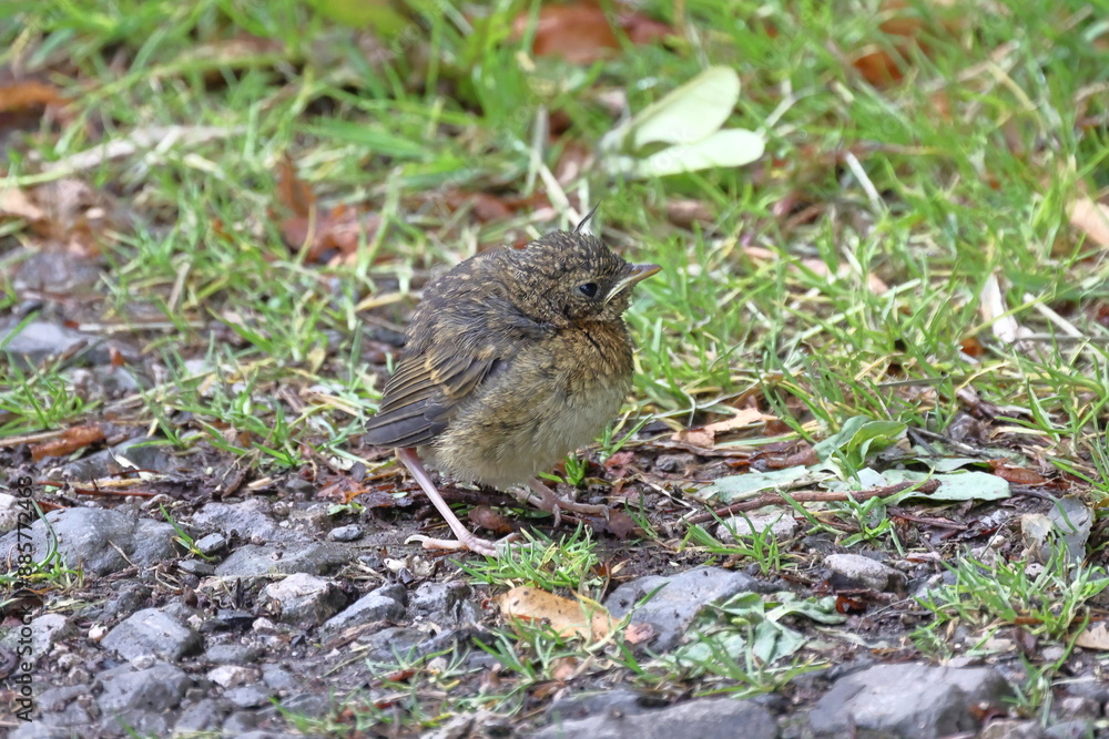 Baby Wren (Troglodytes Troglodytes). A close up image of a baby wren, as yet unable to fly, in Northern England. Baby Wren (Troglodytes Troglodytes). A close up image of a baby wren, as yet unable to fly, in Northern England.