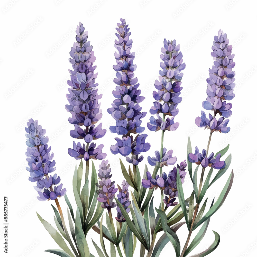 Naklejka premium bouquet of lavender