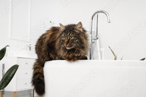 Cute fluffy cat with toothb...