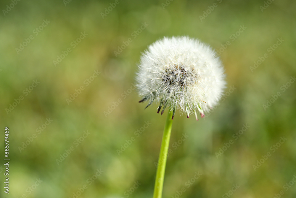 Dandelion flower in green grass outdoors, closeup Dandelion flower in green grass outdoors, closeup