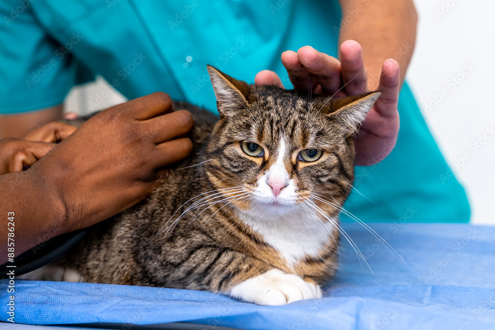Close up of human hands stroking a cat Close up of human hands stroking a cat