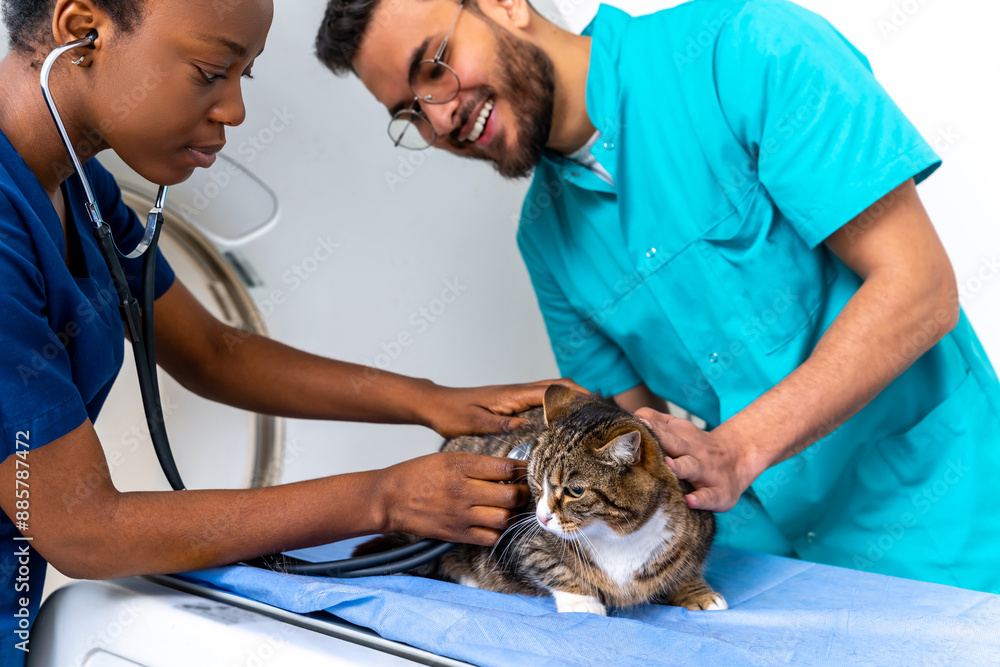 Colleagues veterinarians examining a cat and looking positive Colleagues veterinarians examining a cat and looking positive