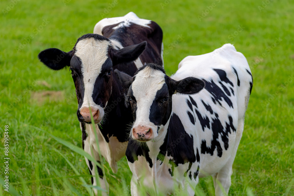 Two young black and white Dutch cows standing on green meadow, Typical summer polder landscape in Holland, Open farm with dairy cattle on the grass field, Livestock in countryside of the Netherlands. Two young black and white Dutch cows standing on green meadow, Typical summer polder landscape in Holland, Open farm with dairy cattle on the grass field, Livestock in countryside of the Netherlands.