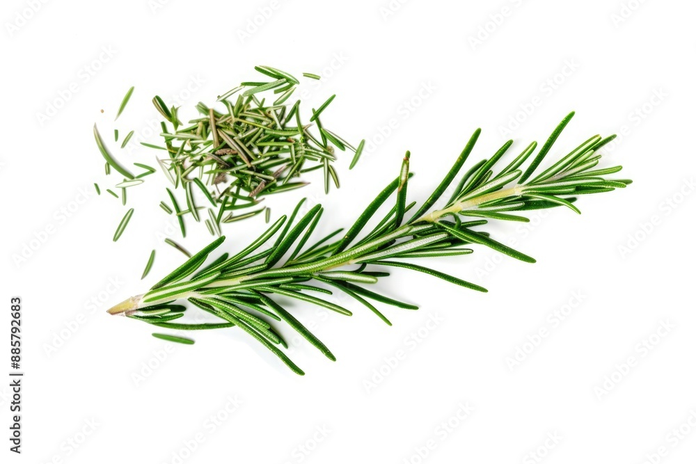 Obraz premium Fresh rosemary herb on a pure white surface, ideal for food and beauty photography