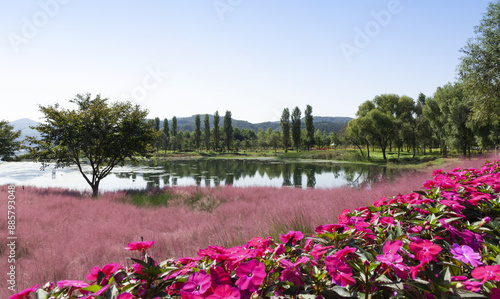 Autumnal view of New Guinea impatiens with pink flowers against pink muhly trees besides Bukhan River at Jaraseom Island near Gapyeong-gun, South Korea 