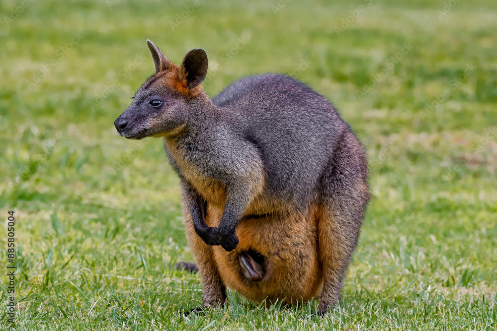 Swamp wallaby (Wallabia bicolor) Swamp wallaby (Wallabia bicolor)
