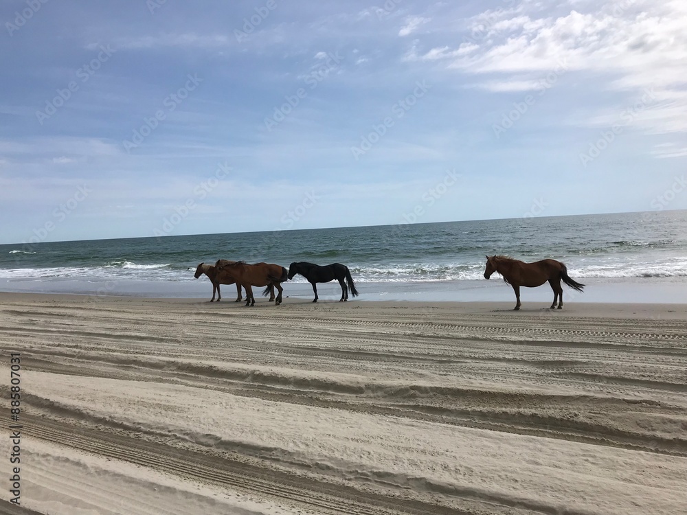 horses on the beach horses on the beach