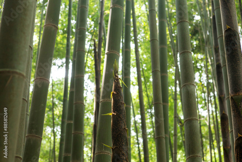 Summer view of a bamboo shoot against stem and skin of bamboos in the forest, South Korea
 photo