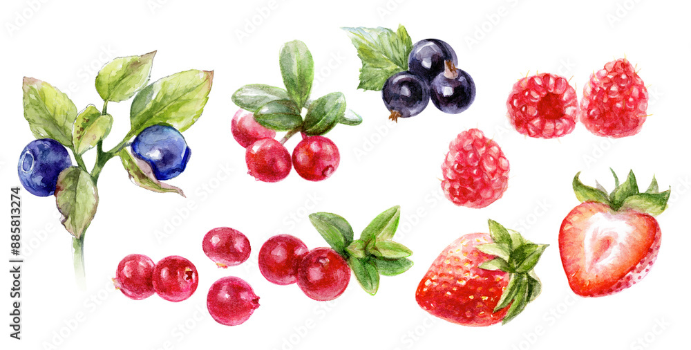 Watercolor Berries Illustration Strawberries, Blueberries, Blackberries, Raspberries Watercolor Berries Illustration Strawberries, Blueberries, Blackberries, Raspberries