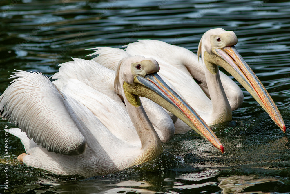 Captive Dalmatian Pelicans in a Singapore Zoo Captive Dalmatian Pelicans in a Singapore Zoo