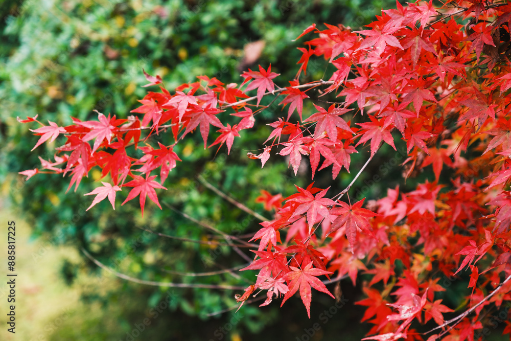 A temple where the surrounding area is painted in vibrant red autumn leaves【Chogakuji Temple】 A temple where the surrounding area is painted in vibrant red autumn leaves【Chogakuji Temple】