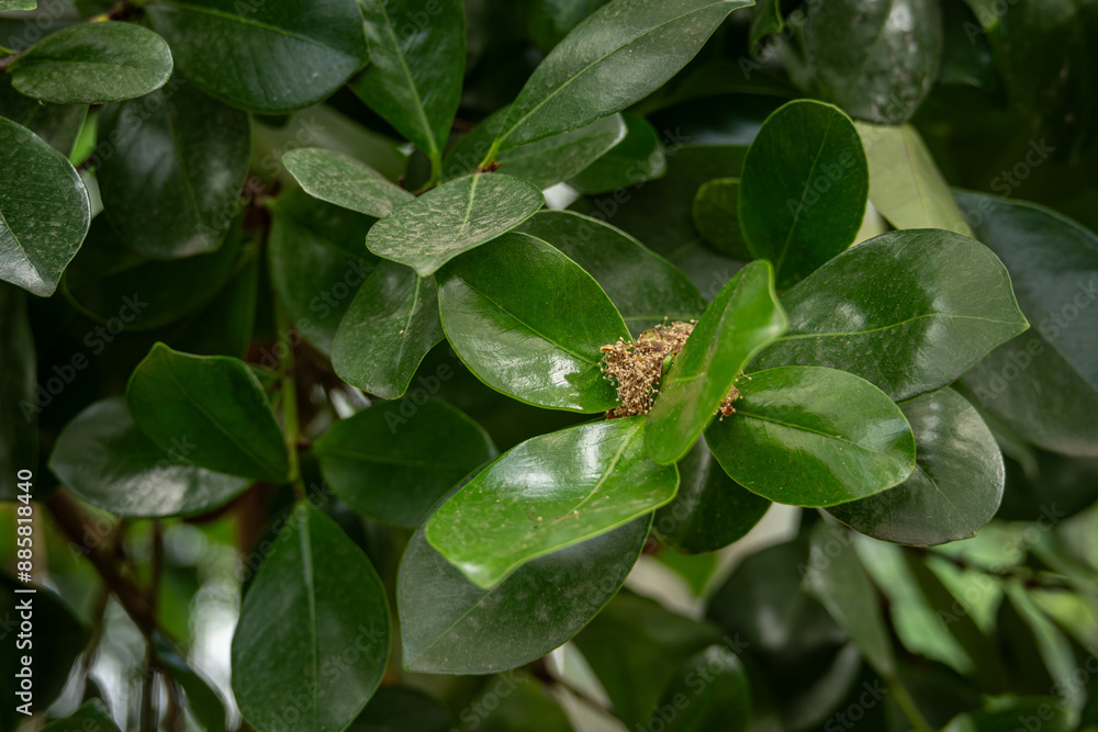 Dry strawberry tree flower and green leaves. Dry strawberry tree flower and green leaves.