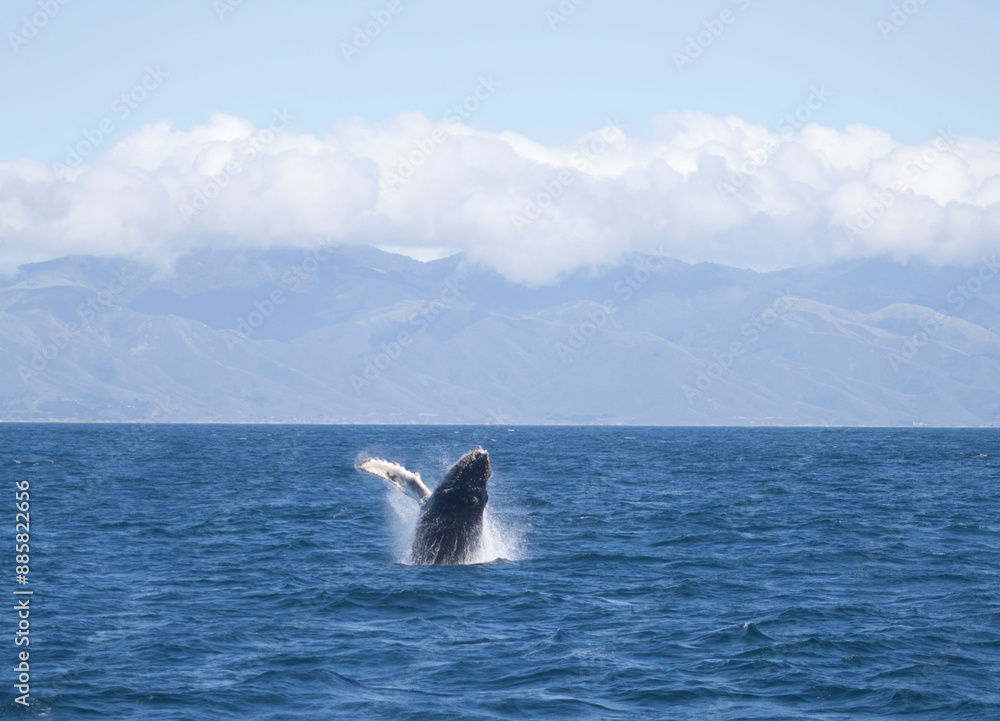 Fototapeta premium Baby humpback whale breaching, Monterey Bay, California