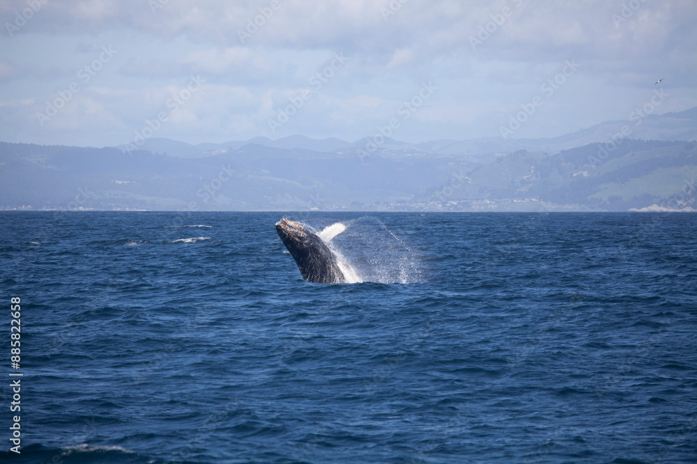 Fototapeta premium Baby humpback whale breaching, Monterey Bay, California
