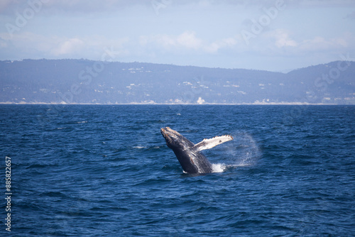 Baby humpback whale breaching, Monterey Bay, California