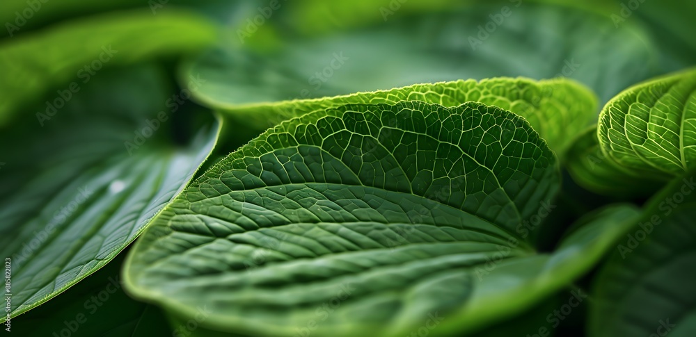 Close-Up Green Leaf Texture, Japanese Woodblock Style Close-Up Green Leaf Texture, Japanese Woodblock Style
