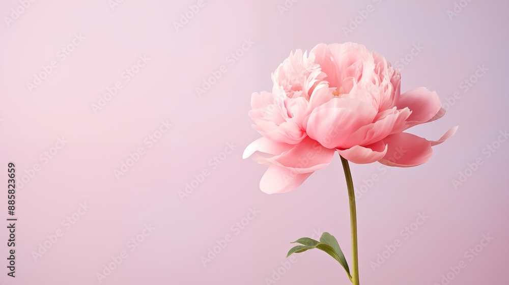 A Single Pink Peony Blooming Elegantly Against a Soft Pastel Background A Single Pink Peony Blooming Elegantly Against a Soft Pastel Background