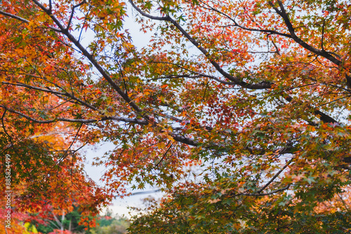 Wallpaper Mural A famous spot for viewing autumn leaves in Kyoto【Sanzen-in Temple】 Torontodigital.ca