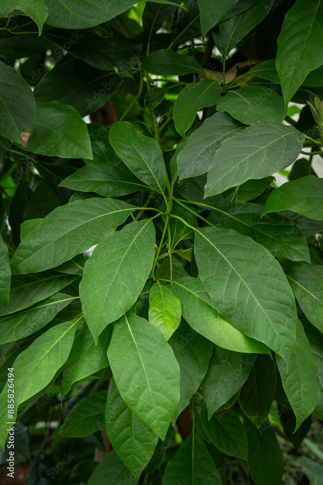 Fresh green avocado leaves in detail. Fresh green avocado leaves in detail.
