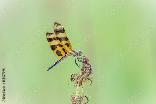 Halloween pennant dragonfly lateral view