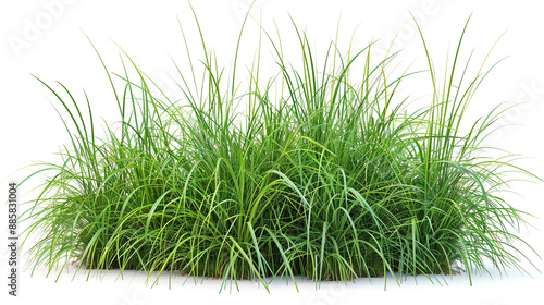 Vetiveria zizanioides (Vetiver Grass) Jungle Botanical Grass Hyperrealistic Highly Detailed photo