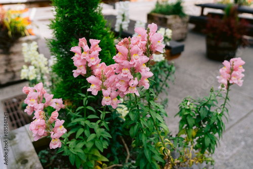 flowers in a garden