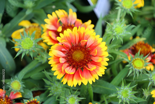 Gaillardia or blanket floweris a genus of flowering plants in the sunflower family, Asteraceae, native to North and South America. photo