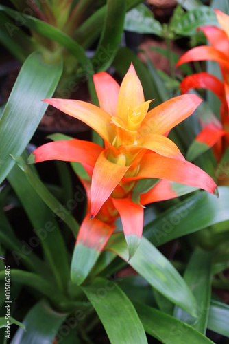 Фотография Bromeliad