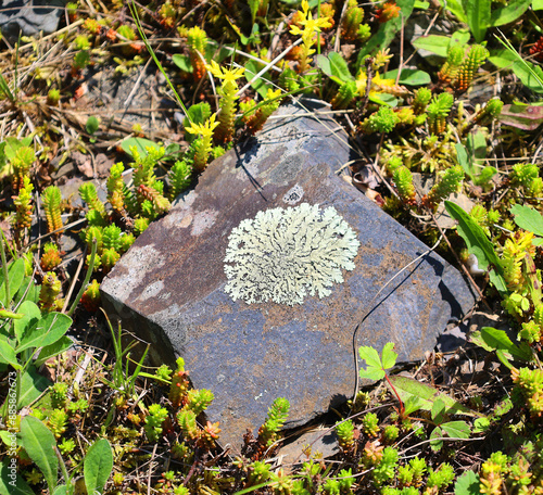 A lichen is a symbiosis of algae or cyanobacteria living among filaments of multiple fungi species, along with a yeast embedded in the cortex or 