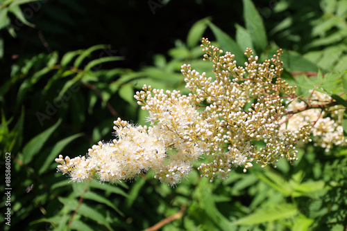 Rhus typhina, the staghorn sumac, is a species of flowering plant in the family Anacardiaceae, native to eastern North America. photo