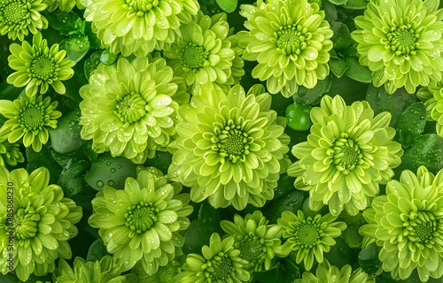 Dewy Green Chrysanthemum Floral Background