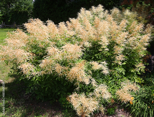 Rhus typhina, the staghorn sumac, is a species of flowering plant in the family Anacardiaceae, native to eastern North America. photo