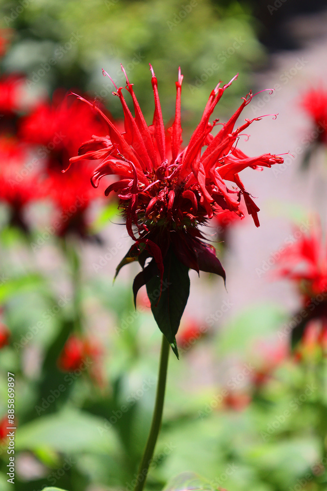 Red flowers of Bergamot, Scarlet Monarda, Oswego Tea or Beebalm (Monarda fistulosa) Red flowers of Bergamot, Scarlet Monarda, Oswego Tea or Beebalm (Monarda fistulosa)