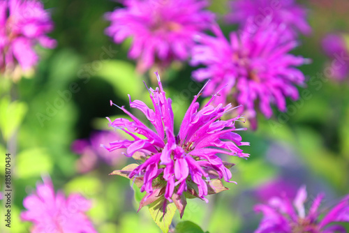 Booming Purple Lavender Horsemint Flower Bee Balm Oswego Tea Bergamot Monarda Plant